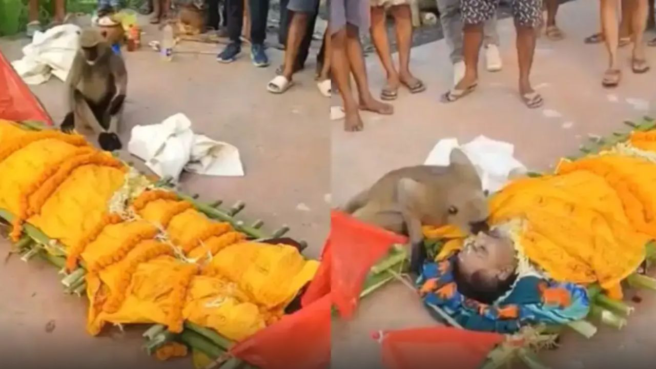  Monkeys Emotional Goodbye Removes Shroud, Kisses Caretaker in Viral Video 