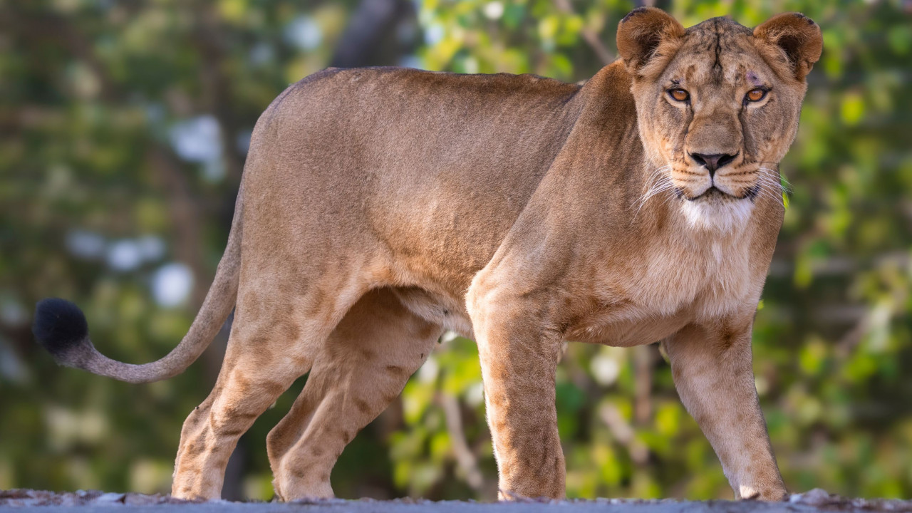  The lioness saved the life of the calf, the rules of the forest failed 