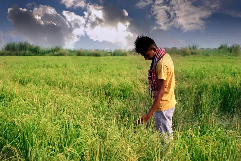 Punjab's Farms Go Smart: IIT Ropar Leads AI Revolution with ₹311 Crore Project