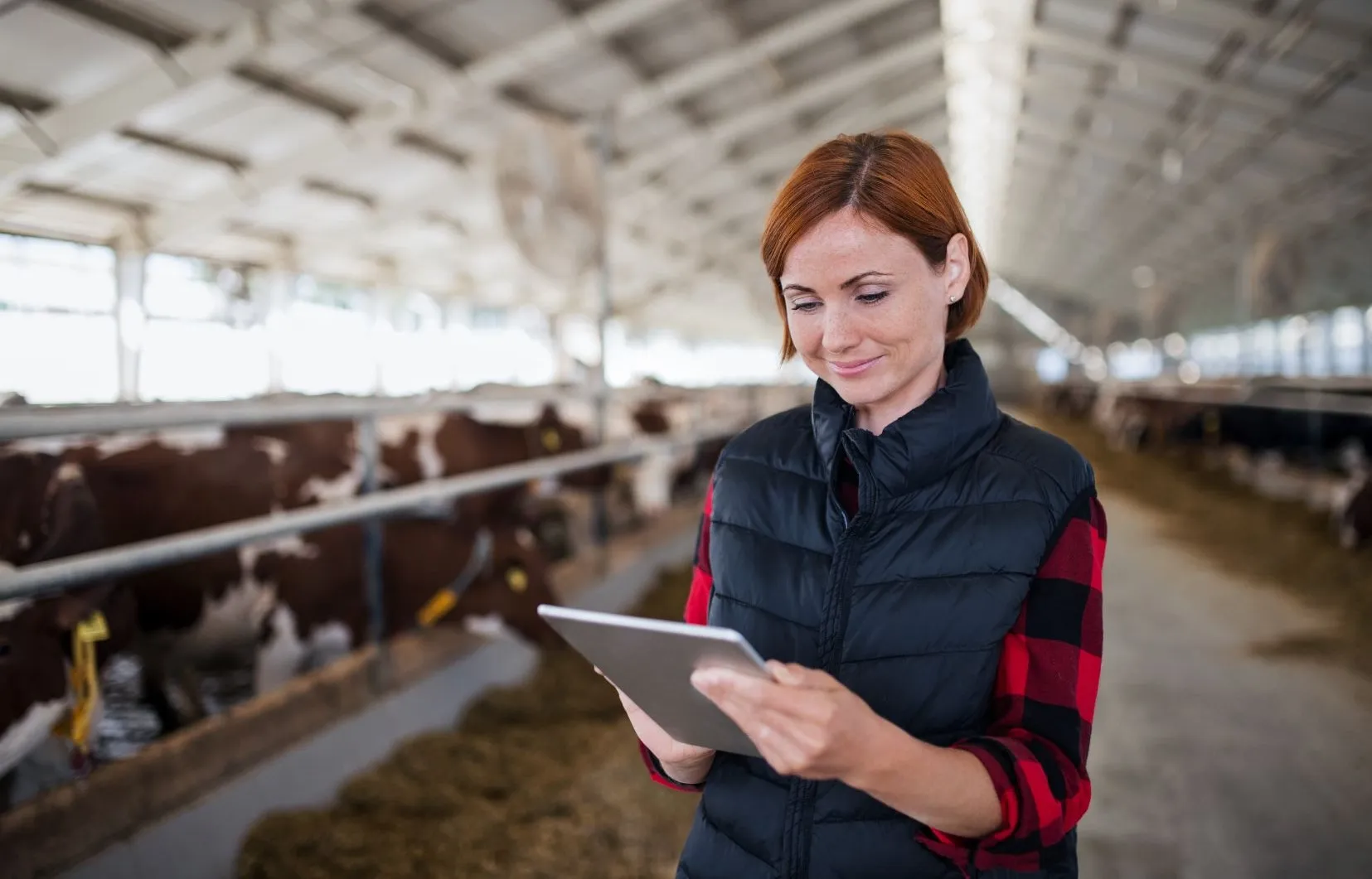 Livestock and Dairy Tech