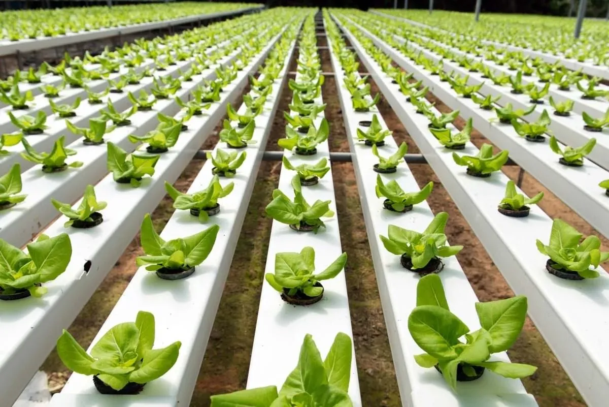 Farmers Without Fields: How Pune’s Vertical Growers Are Cultivating a New Future