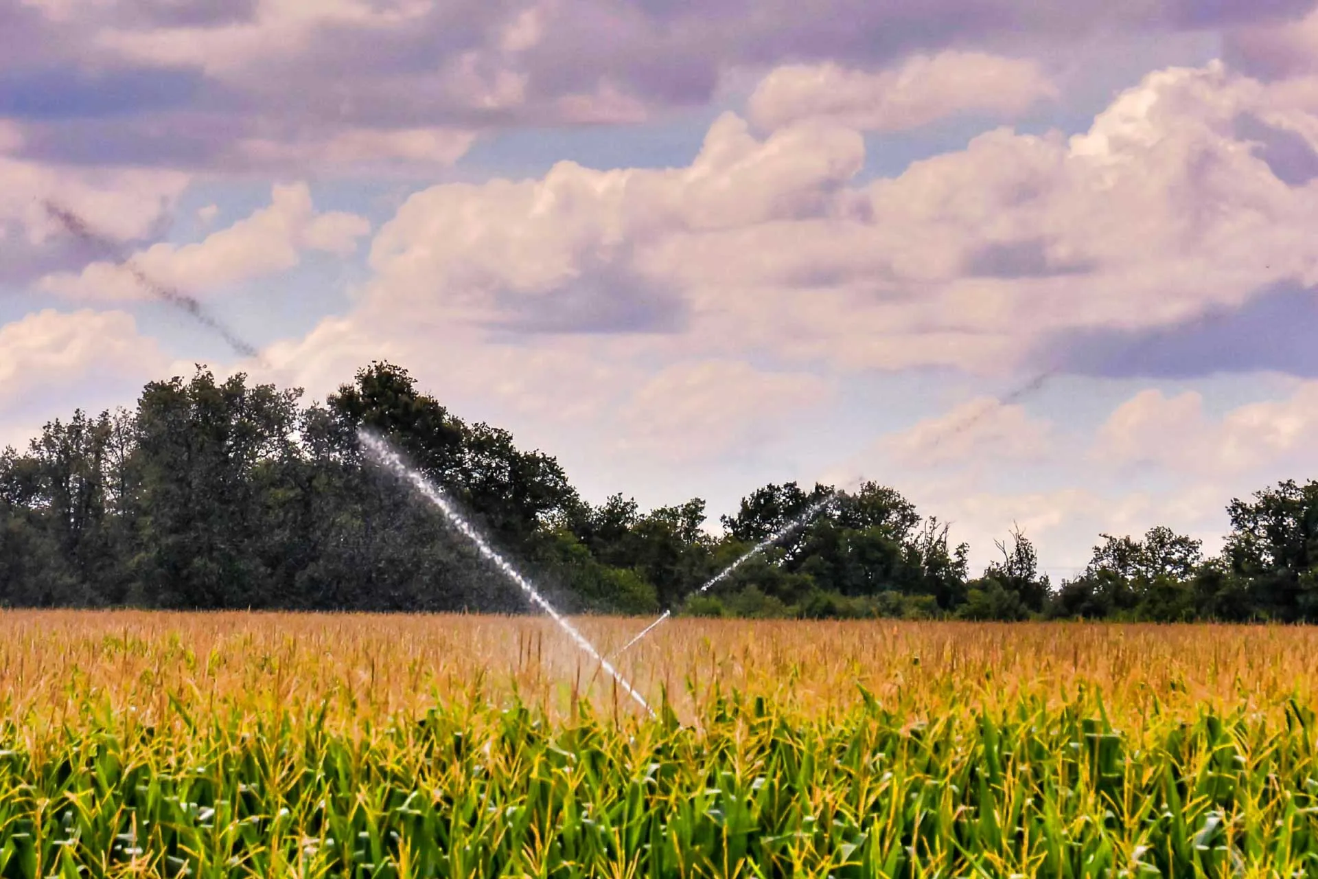 Drip Irrigation in Sugarcane Fields: Smart Farming for Water