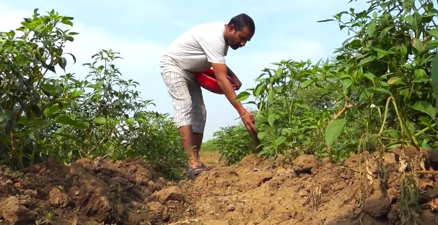 How Soil Health Cards Are Transforming Farming in Maharashtr