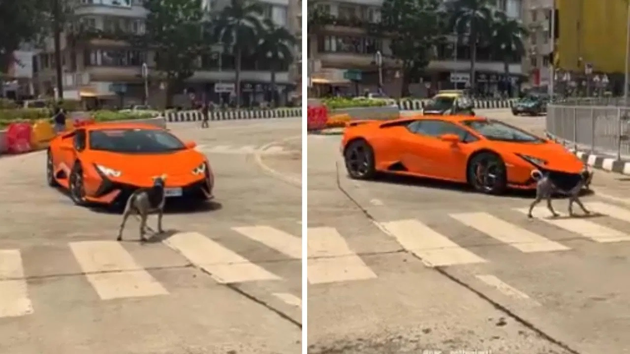  Stray Dogs  Lamborghini Dogesh Bhais Hilarious Dabangg Stunt Rocks the Internet 