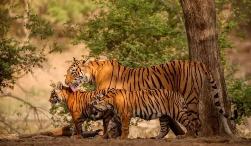 Sundarbans Safari: Where Bengal Ends and Wildness Begins