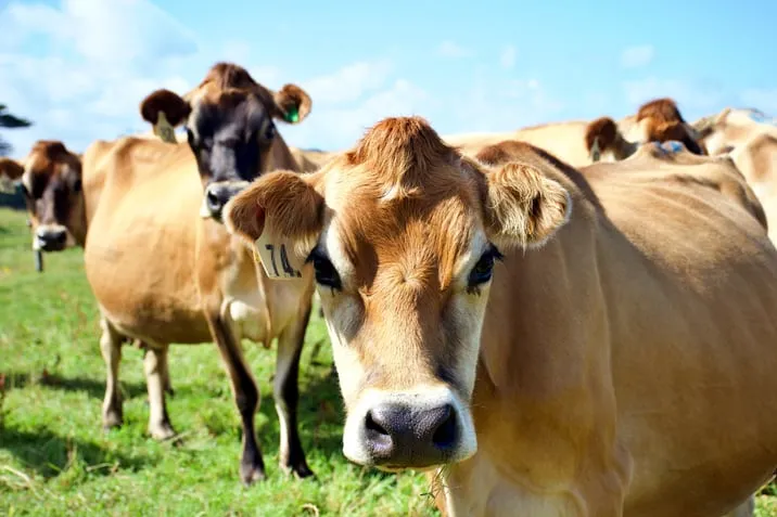 From Cows to Code: Gujarat’s Next Leap in Dairy Technology