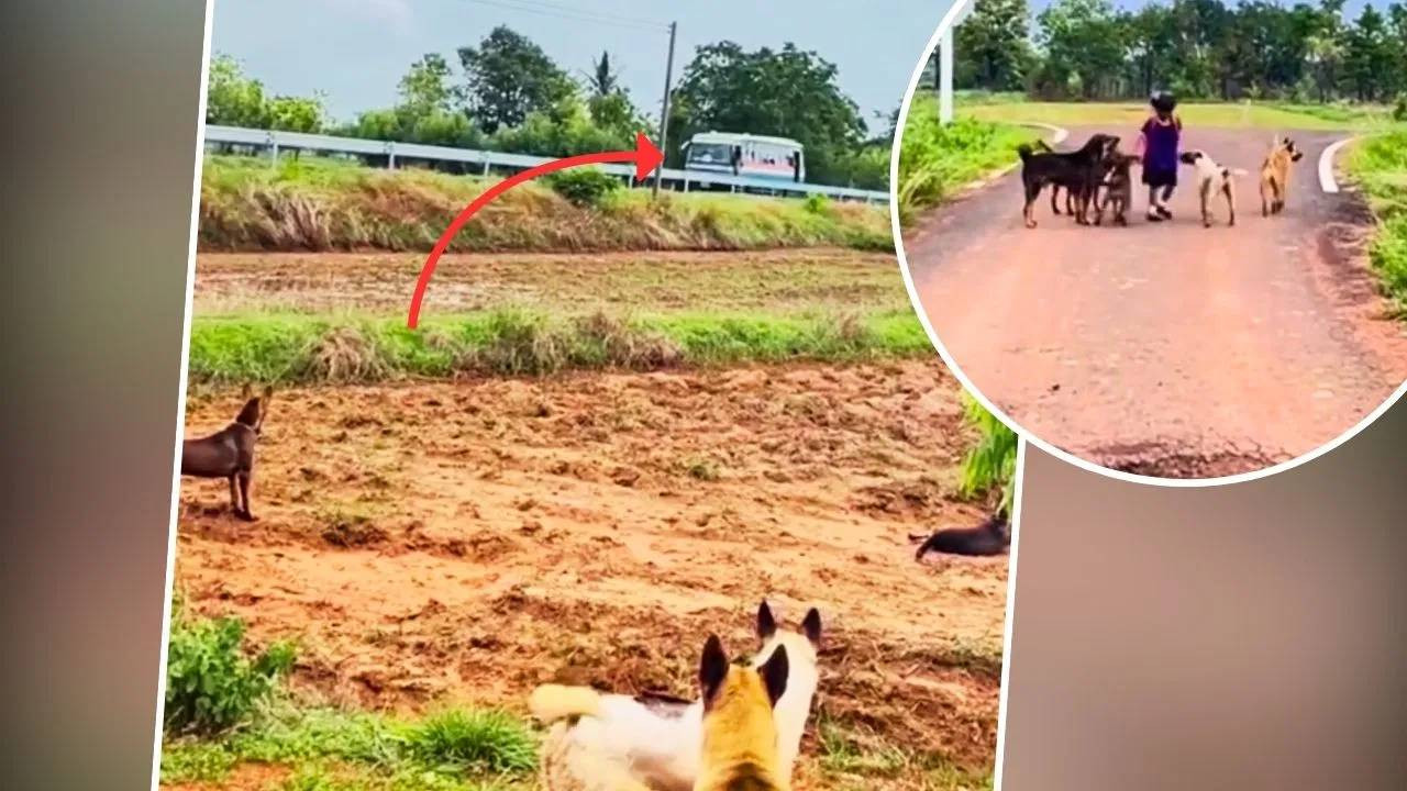  Viral The girls Z security left people stunned! People said This girl is in the safest hands watch the video 