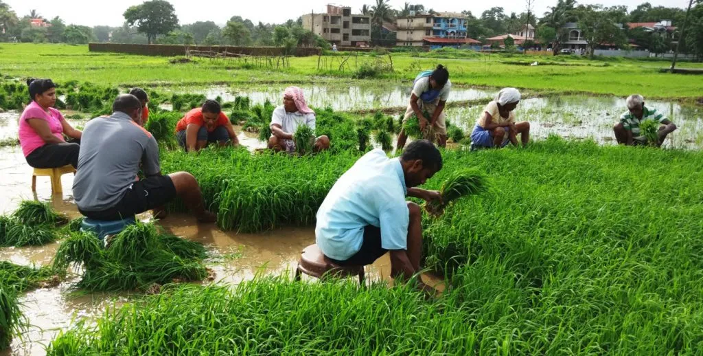 AgriTech solutions for cashew farmers in Goa