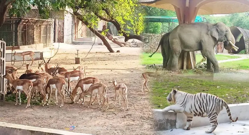 National Zoological Park Delhi: A Perfect Family Day Out