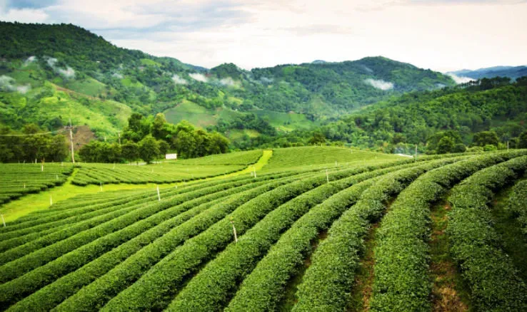 From Tea Gardens to Townships: Assam’s Real Estate Evolution