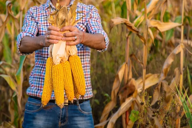 Karnataka Farmer Experiments with Multicolored Flint Corn