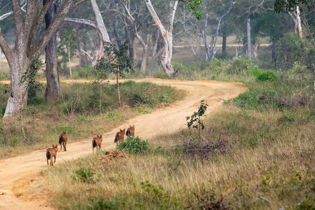  Experience India's Wildlife Like Never Before Today