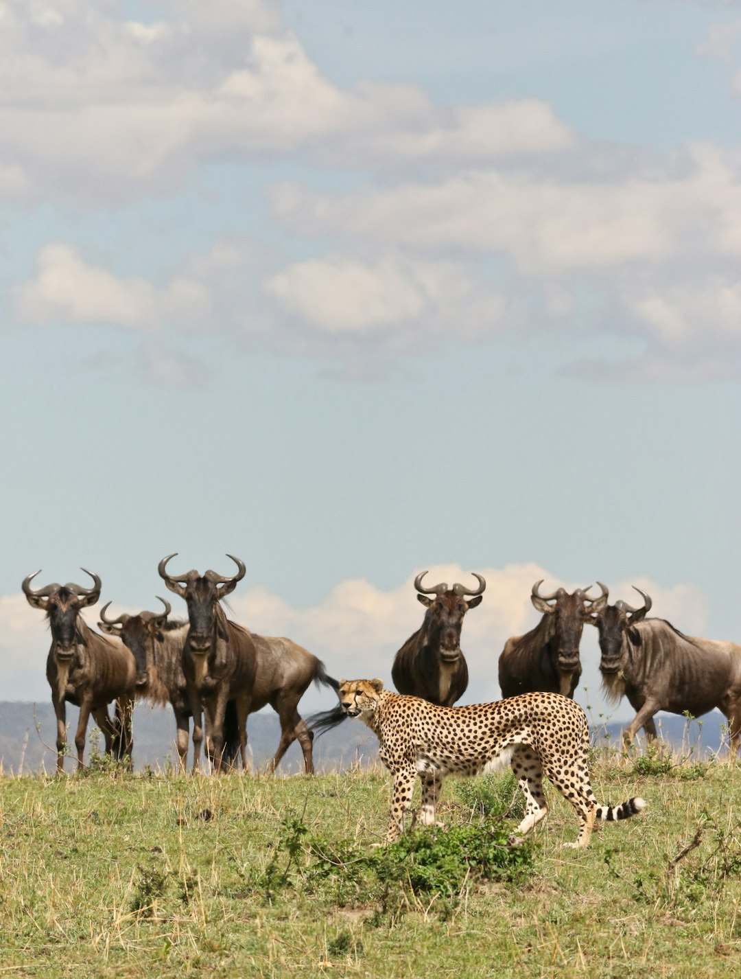  Transform Vacations Explore World's Best Wildlife Destinations Now