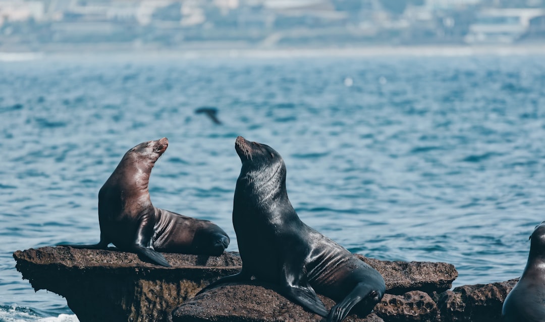  Animal Lovers Dream Vacations Await In The USA