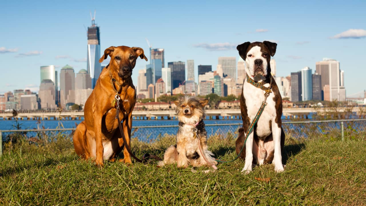  Exclusive Getaways For Animal Lovers United States Edition