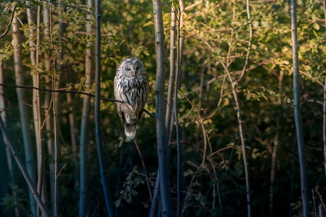  Wildlife Trips Secretly Transform Your Everyday Adventures