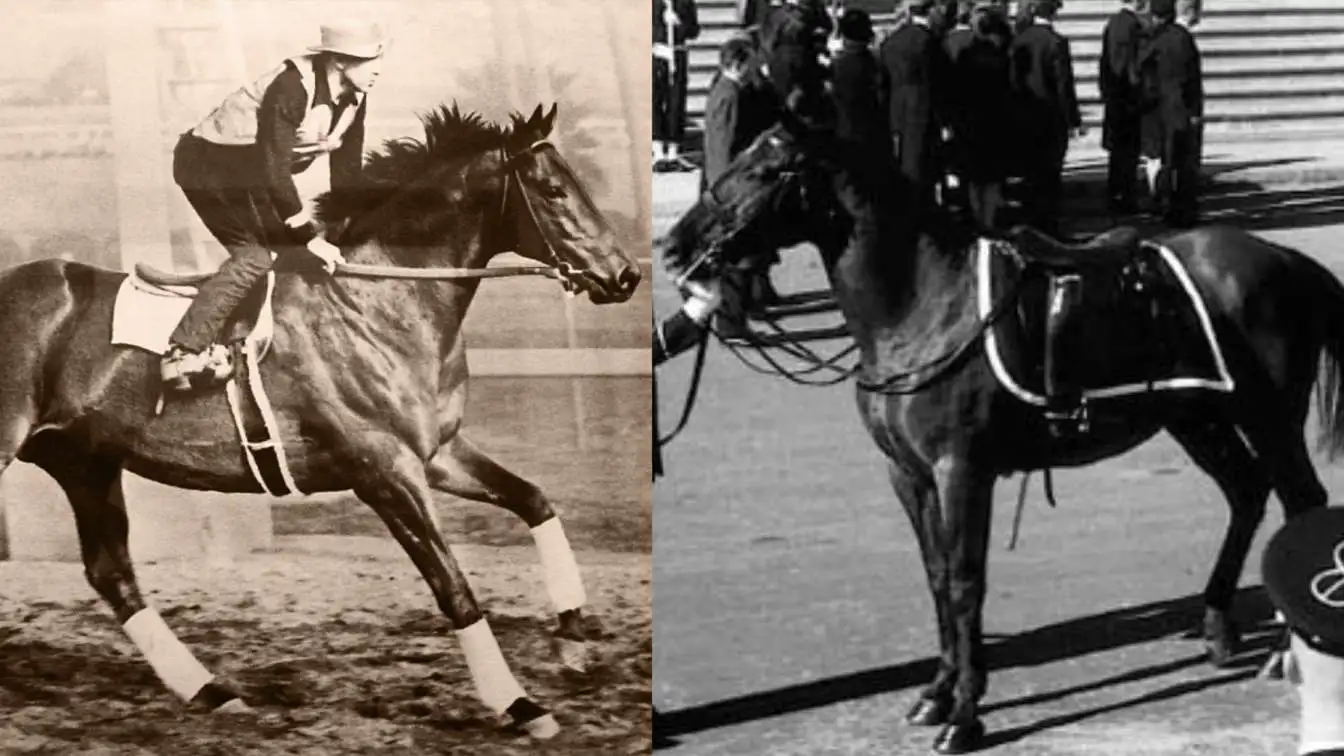 Equine Legends: Uncovering the Most Famous Horses in History