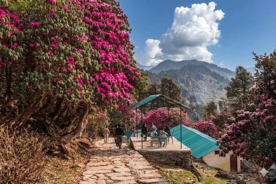 Chopta Calling: Why You Must Plan Your ‘Mini Switzerland�